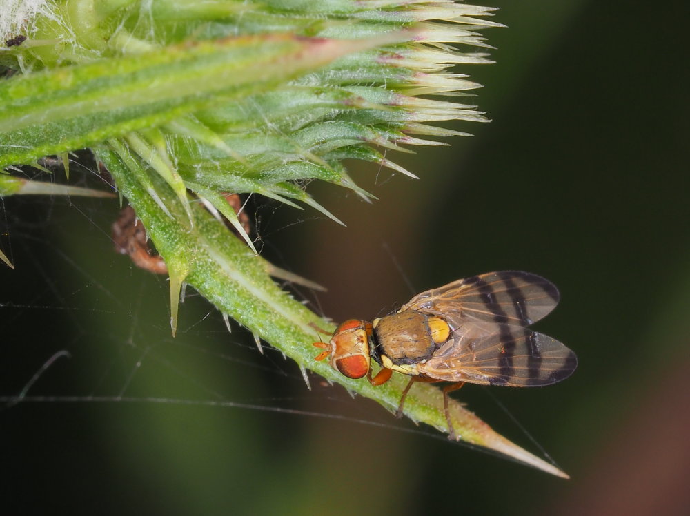 Tephritidae:  Urophora stylata?  S !