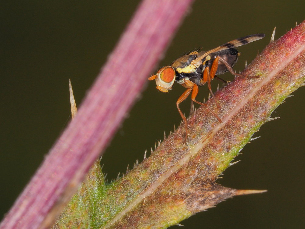 Tephritidae:  Urophora stylata?  S !