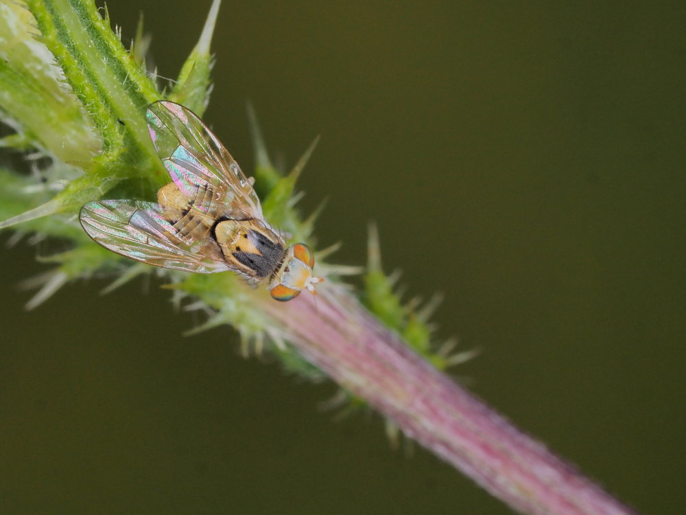 Tephritidae: Terellia longicauda o Terellia fuscicornis