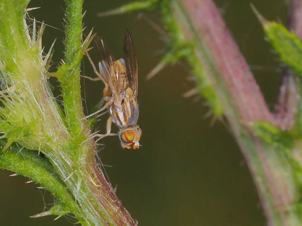 Tephritidae: Terellia longicauda o Terellia fuscicornis