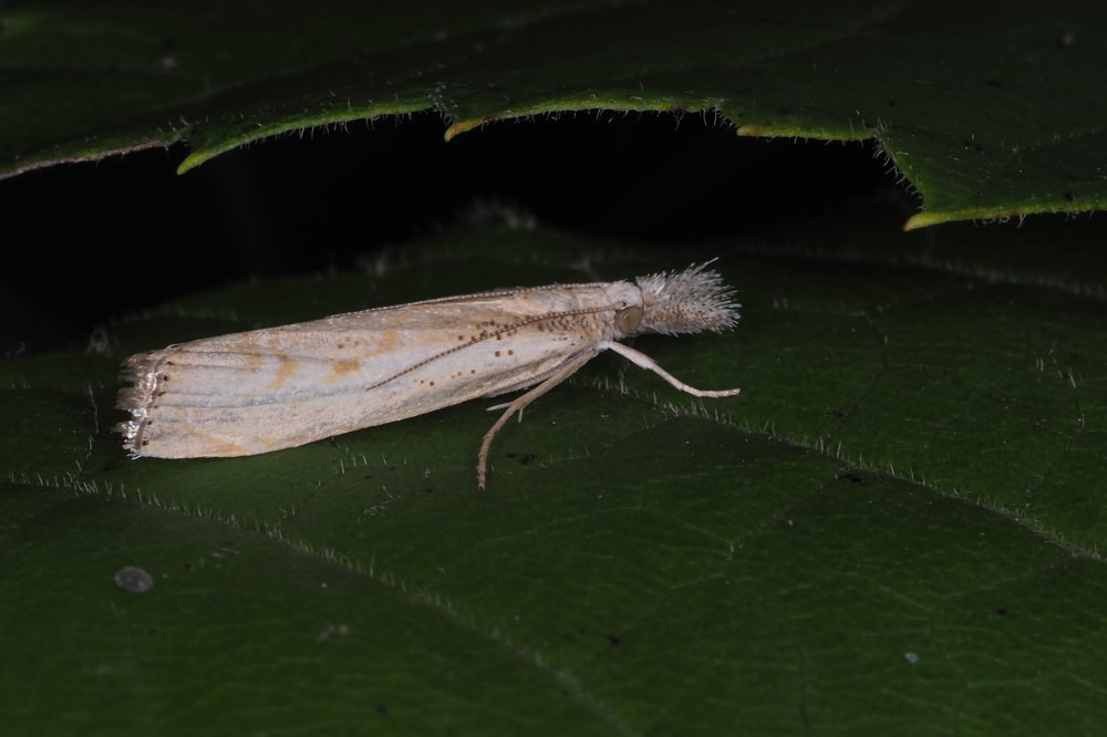 Crambidae? S, Agriphila cfr. geniculea