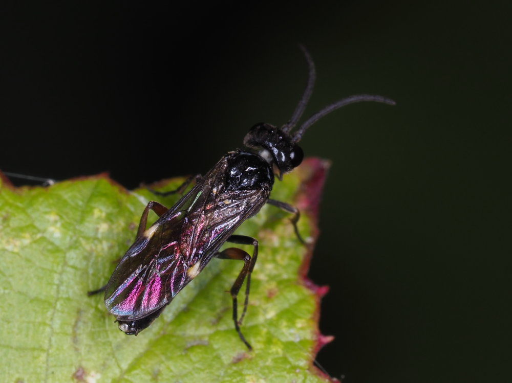 Tenthredinidae da identificare: Allantus didymus