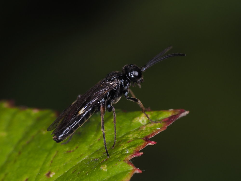 Tenthredinidae da identificare: Allantus didymus