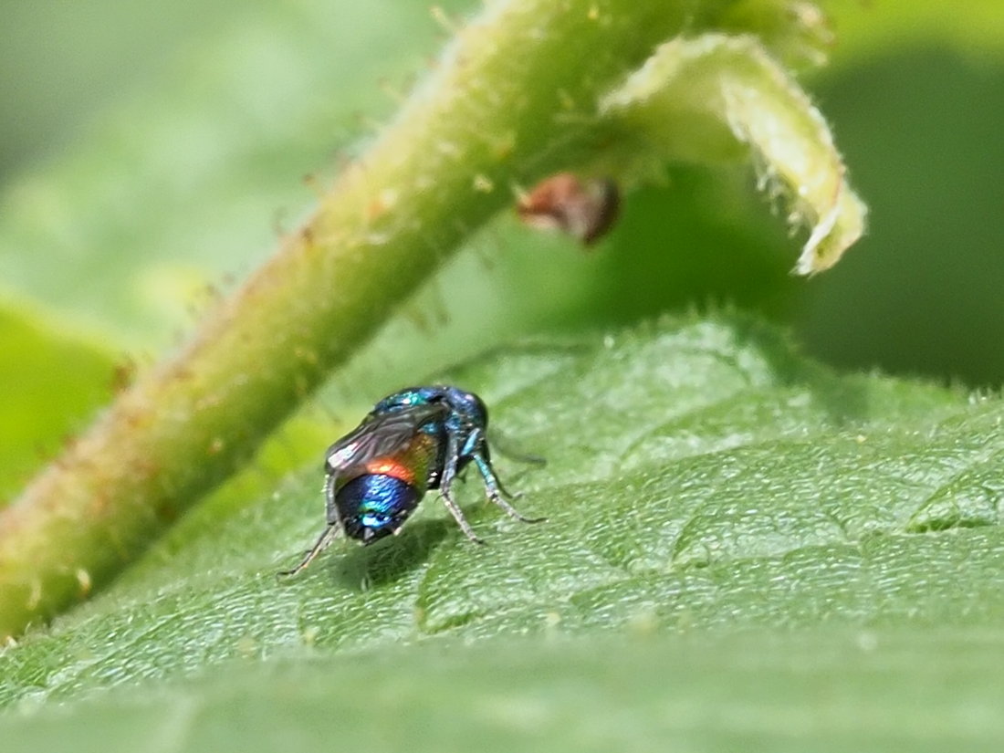 Chrysididae da identificare: Chrysis cfr. insperata