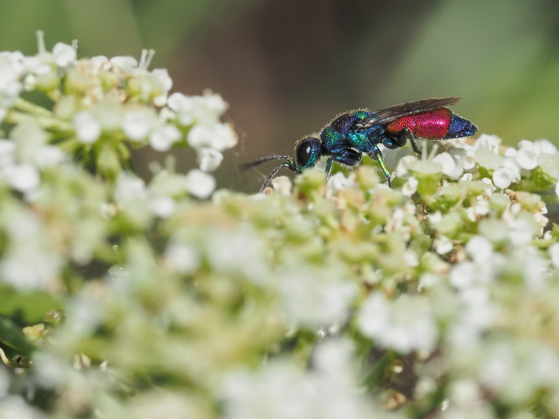 Chrysis insperata? S!