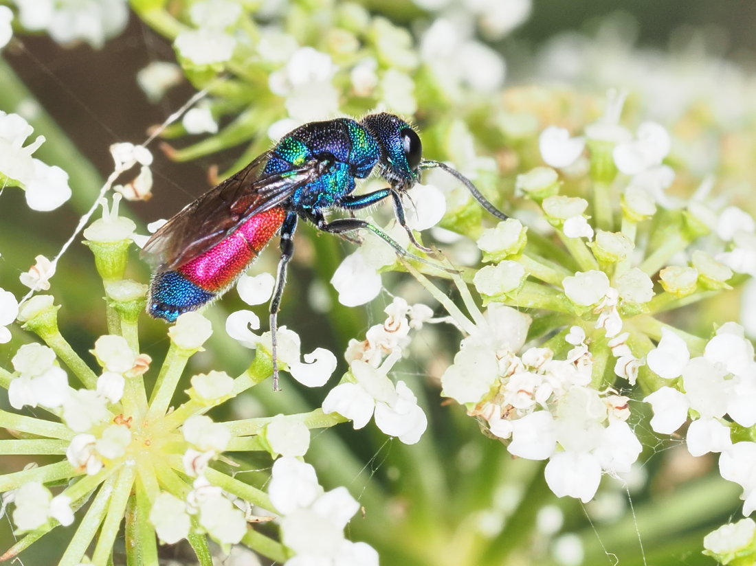 Chrysis insperata? S!