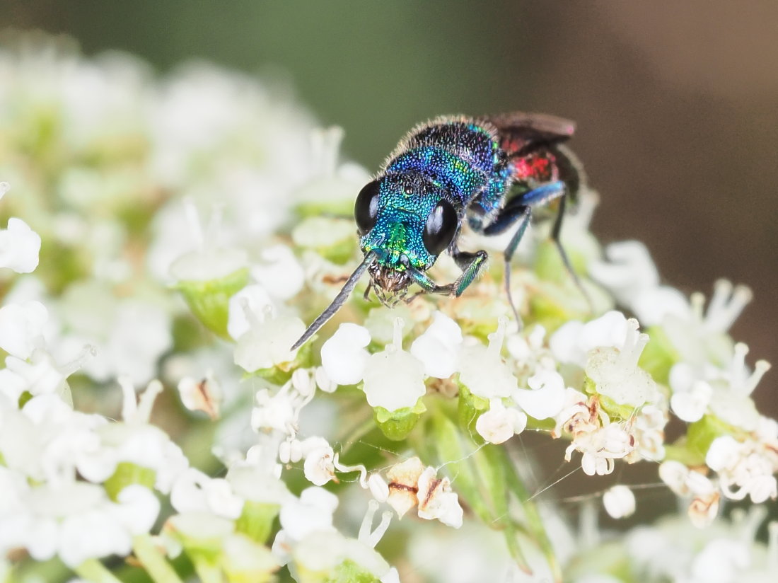 Chrysis insperata? S!