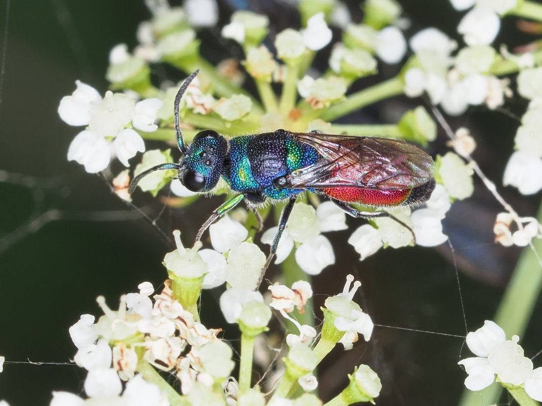 Chrysis insperata? S!