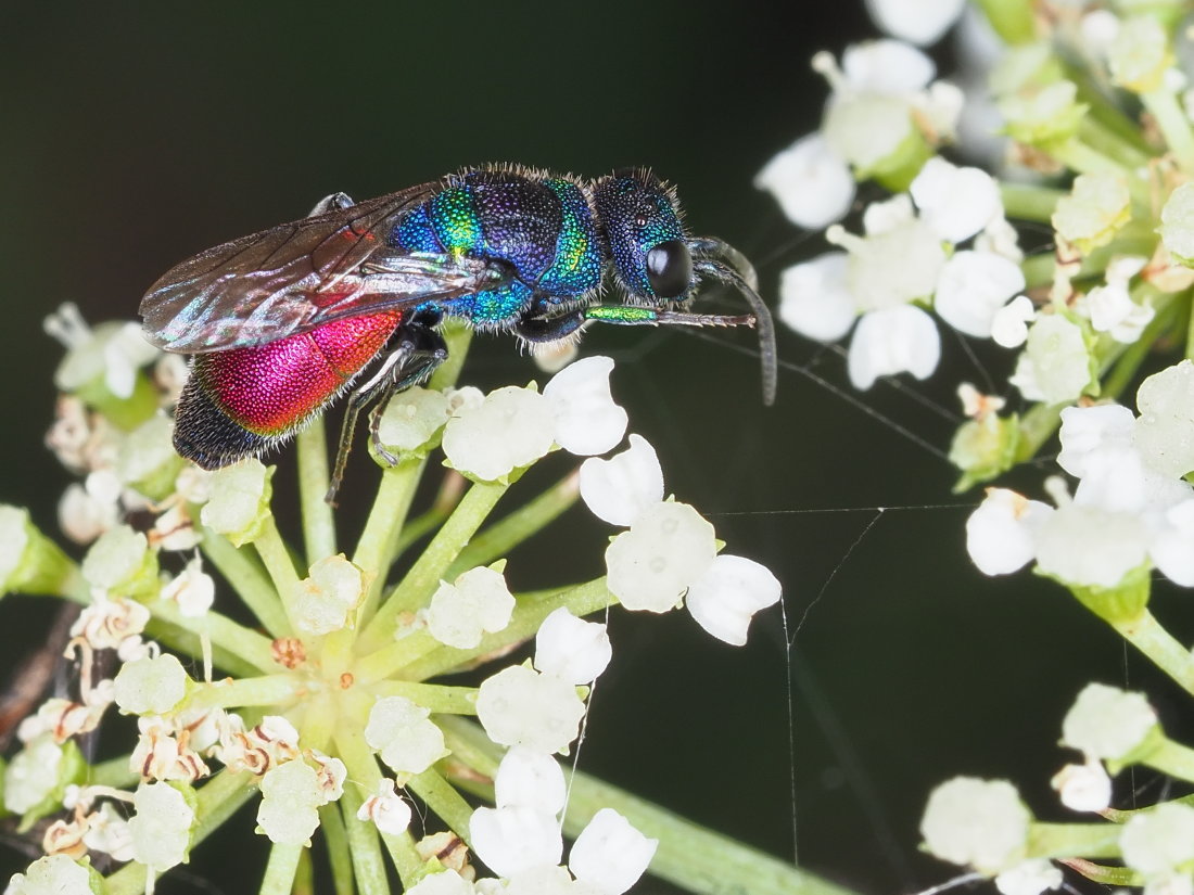 Chrysis insperata? S!