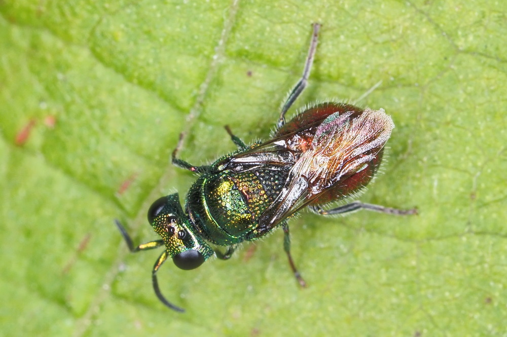 Chrysididae: Pseudomalus auratus o Philoctetes punctulatus?