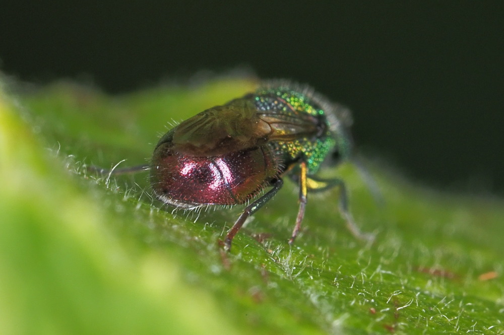 Chrysididae: Pseudomalus auratus o Philoctetes punctulatus?