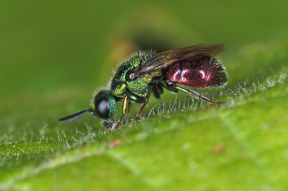 Chrysididae: Pseudomalus auratus o Philoctetes punctulatus?