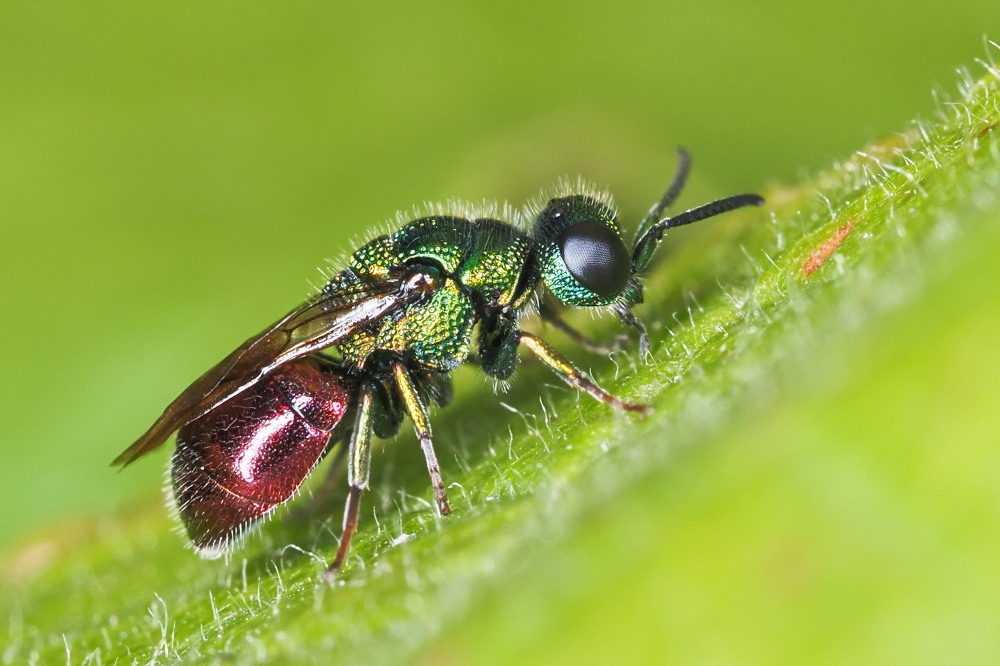 Chrysididae: Pseudomalus auratus o Philoctetes punctulatus?