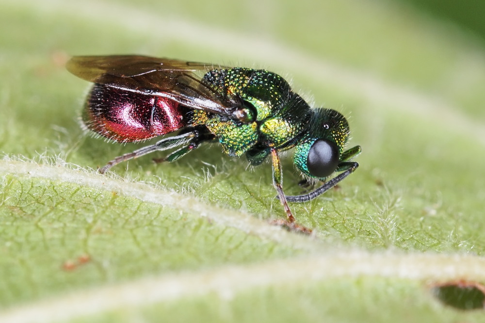 Chrysididae: Pseudomalus auratus o Philoctetes punctulatus?