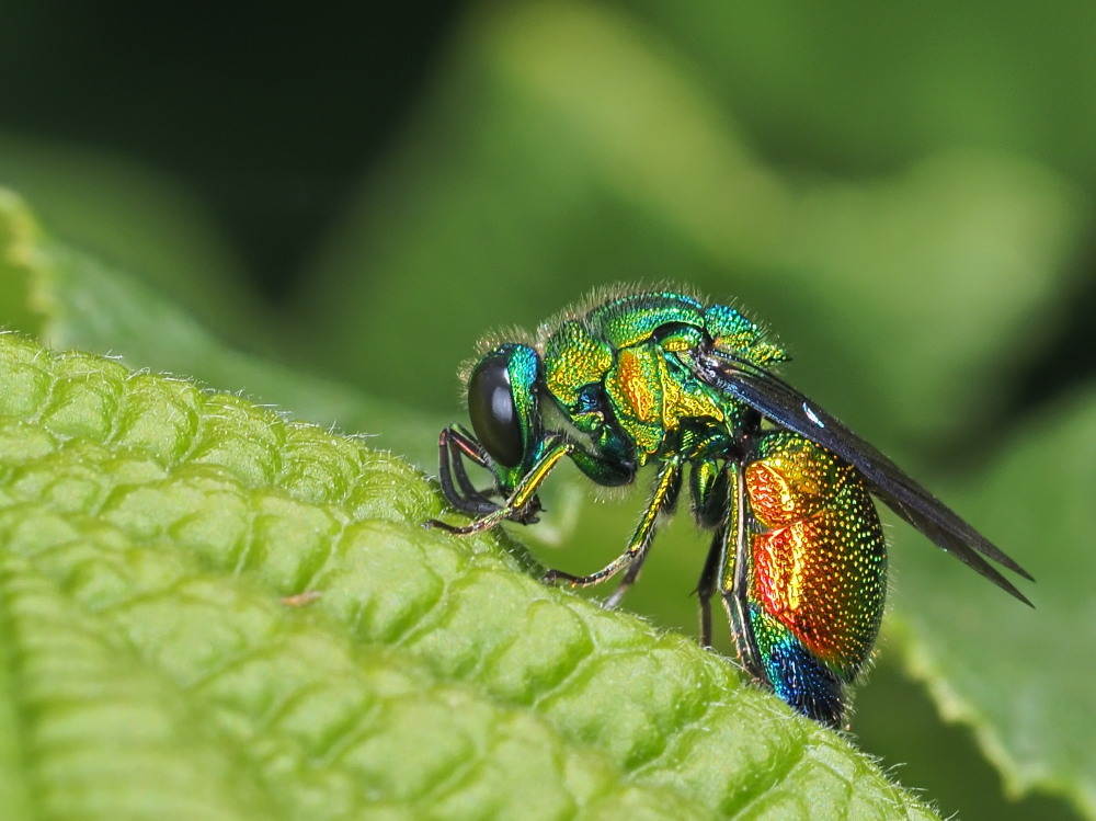 Chrysididae: Stilbum cyanurum o Stilbum calens? Stilbum cyanurum