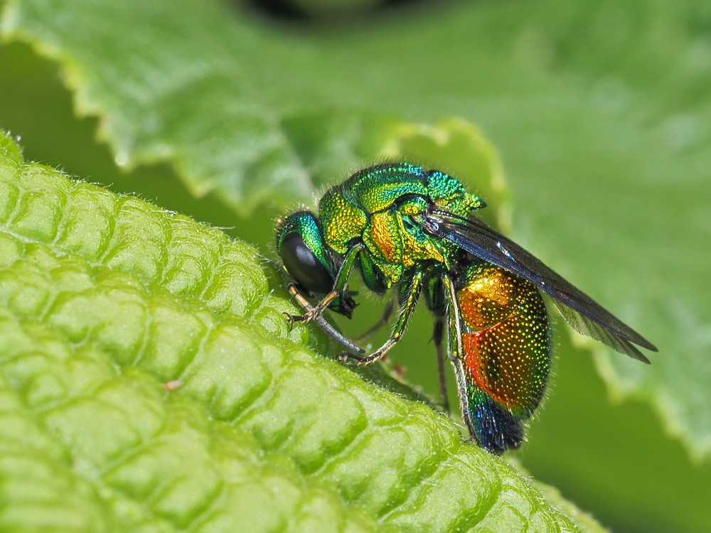 Chrysididae: Stilbum cyanurum o Stilbum calens? Stilbum cyanurum