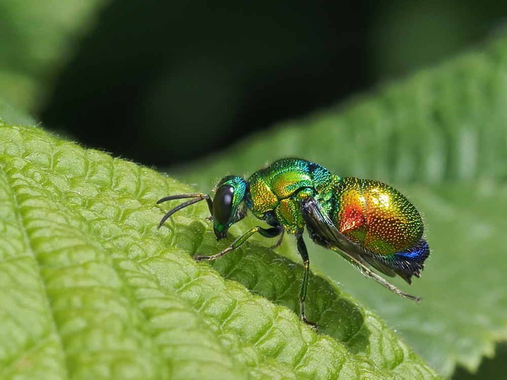 Chrysididae: Stilbum cyanurum o Stilbum calens? Stilbum cyanurum