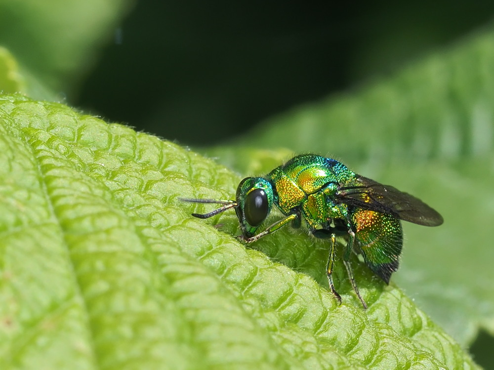 Chrysididae: Stilbum cyanurum o Stilbum calens? Stilbum cyanurum