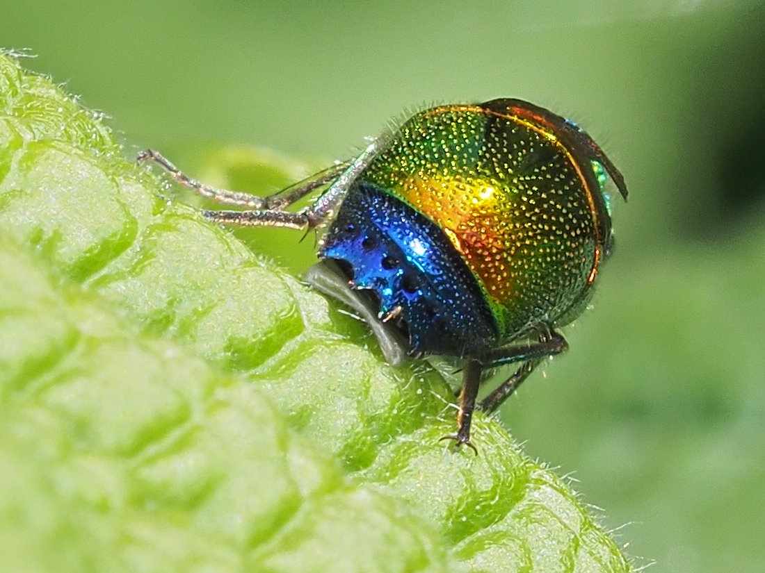 Chrysididae: Stilbum cyanurum o Stilbum calens? Stilbum cyanurum