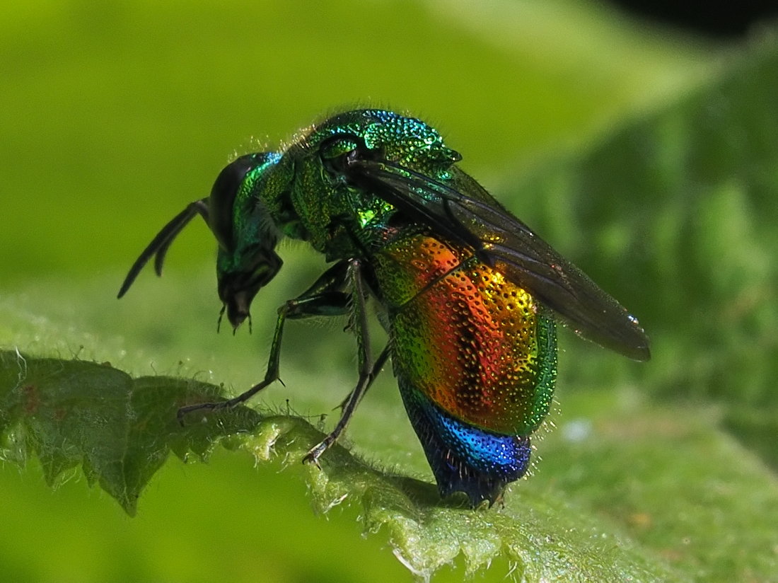 Chrysididae: Stilbum cyanurum o Stilbum calens? Stilbum cyanurum