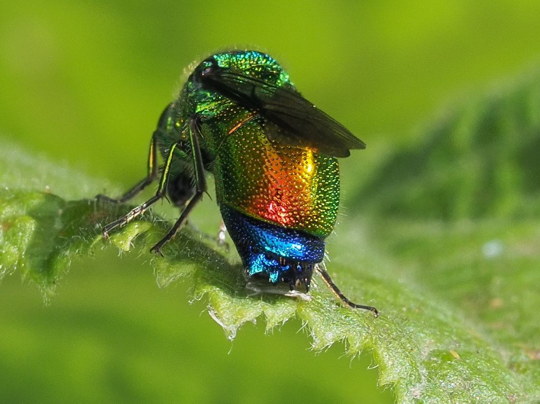 Chrysididae: Stilbum cyanurum o Stilbum calens? Stilbum cyanurum