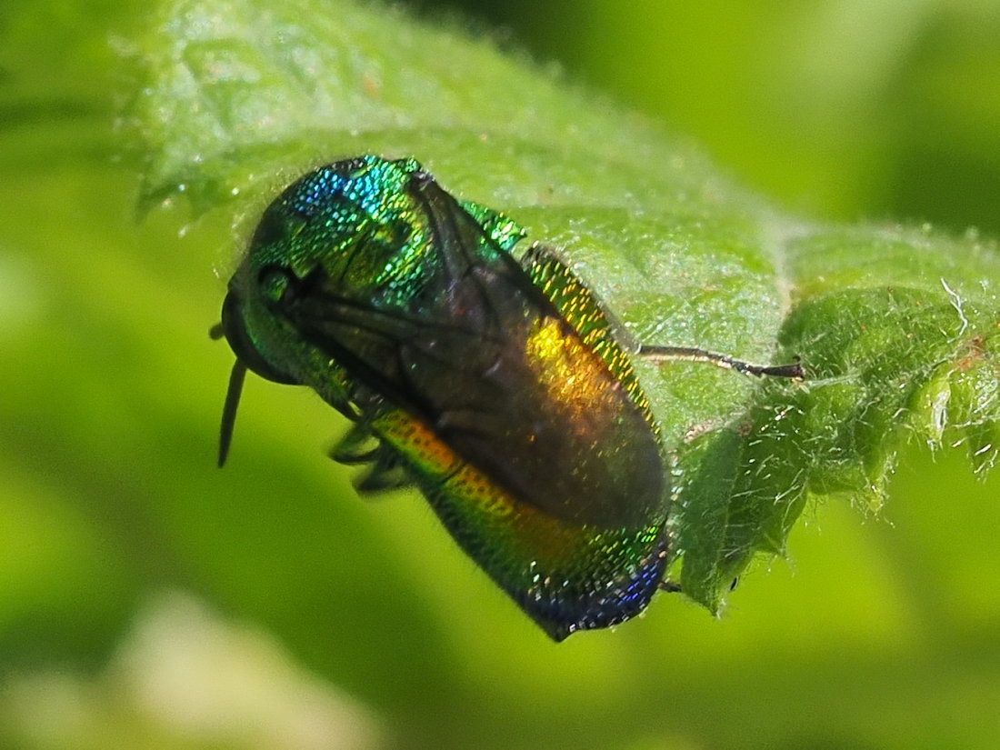 Chrysididae: Stilbum cyanurum o Stilbum calens? Stilbum cyanurum