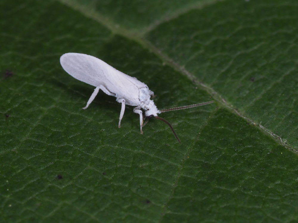 Coniopterygidae: Semidalis sp.?  S !