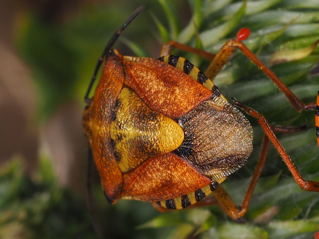 Pentatomidae; Carpocoris mediterraneus? No, Carpocoris purpureipennis