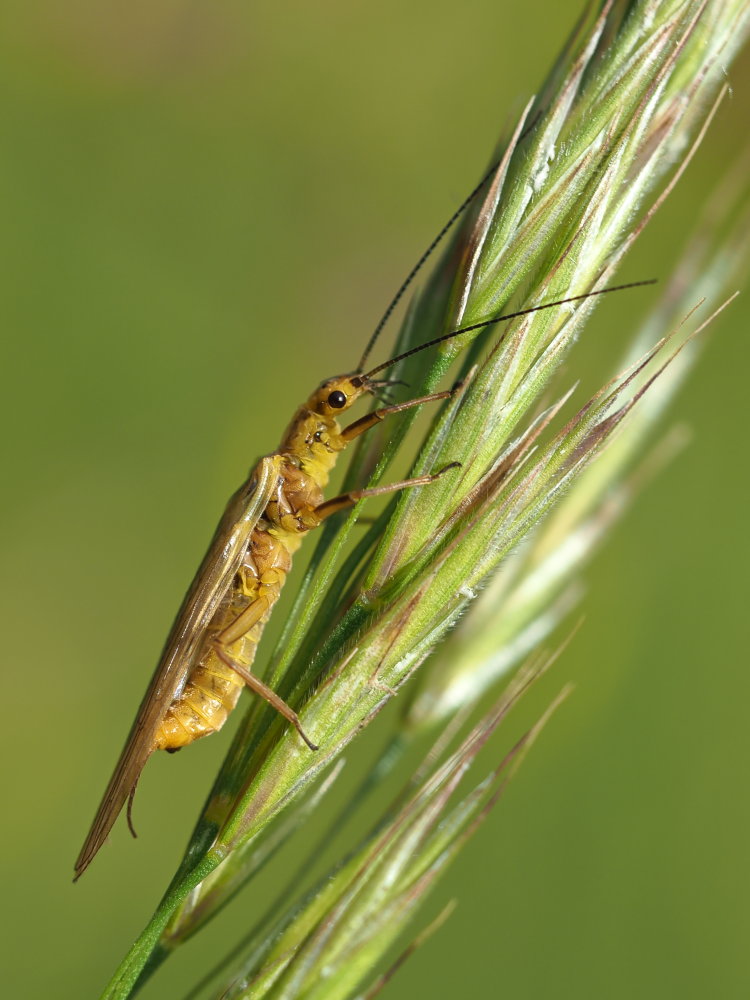 Perlidae? No, Perliodidae: Isoperla carbonaria