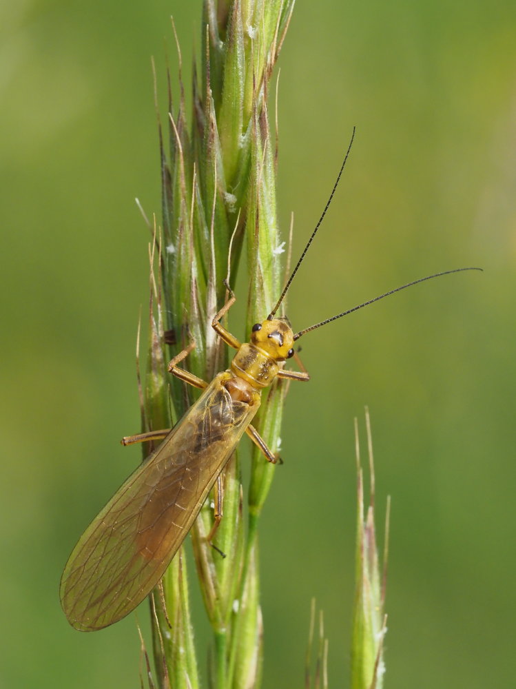 Perlidae? No, Perliodidae: Isoperla carbonaria