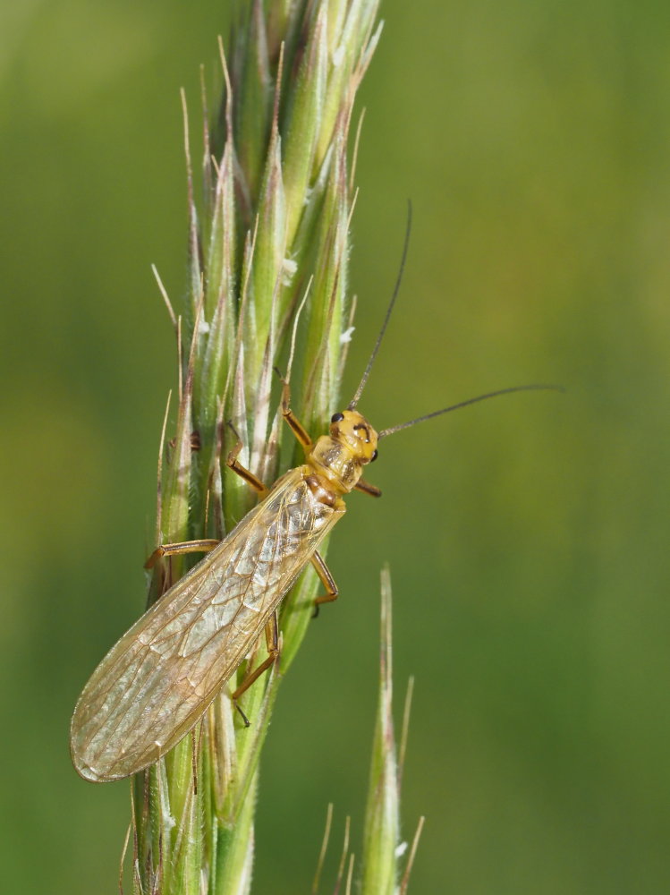 Perlidae? No, Perliodidae: Isoperla carbonaria