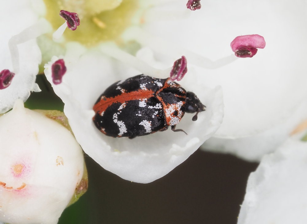 Dermestidae: Anthrenus scrophulariae? S.