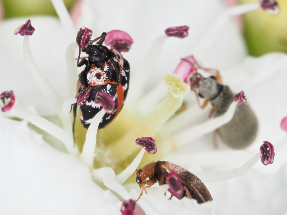 Dermestidae: Anthrenus scrophulariae? S.