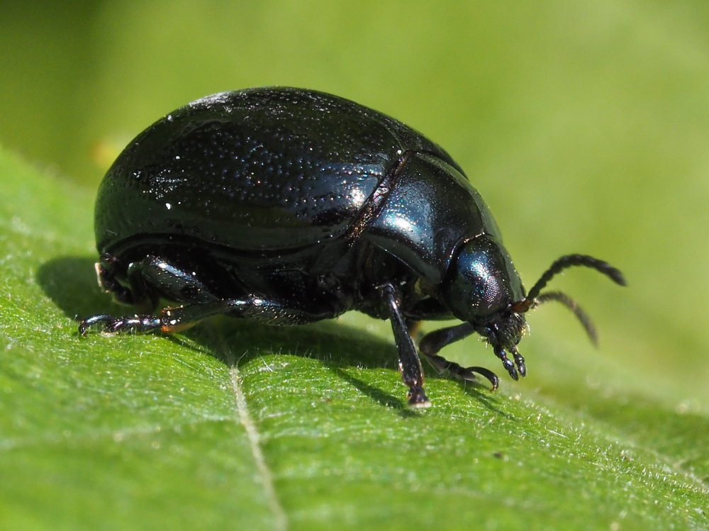 Chrysomelidae: Chrysolina haemoptera? S.