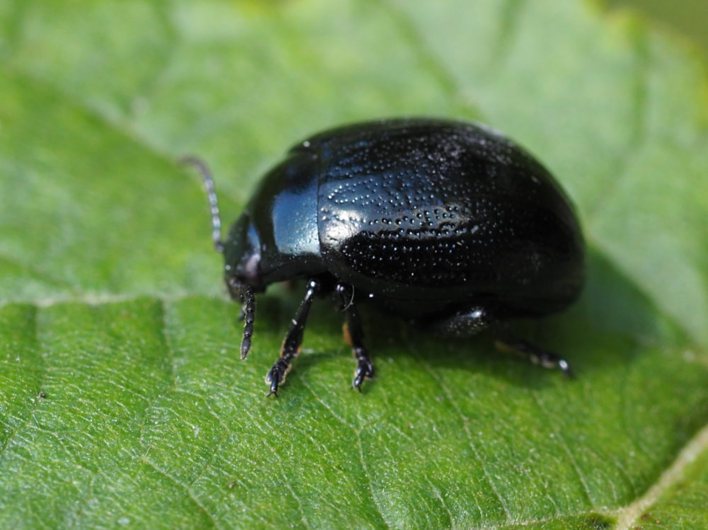 Chrysomelidae: Chrysolina haemoptera? S.