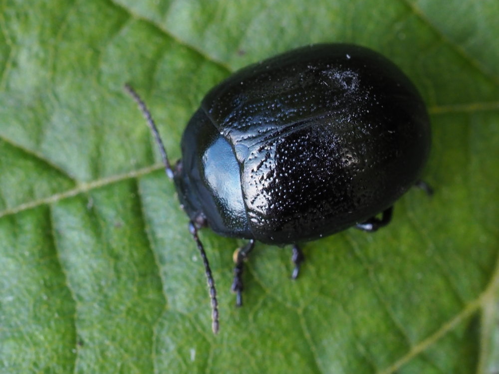 Chrysomelidae: Chrysolina haemoptera? S.