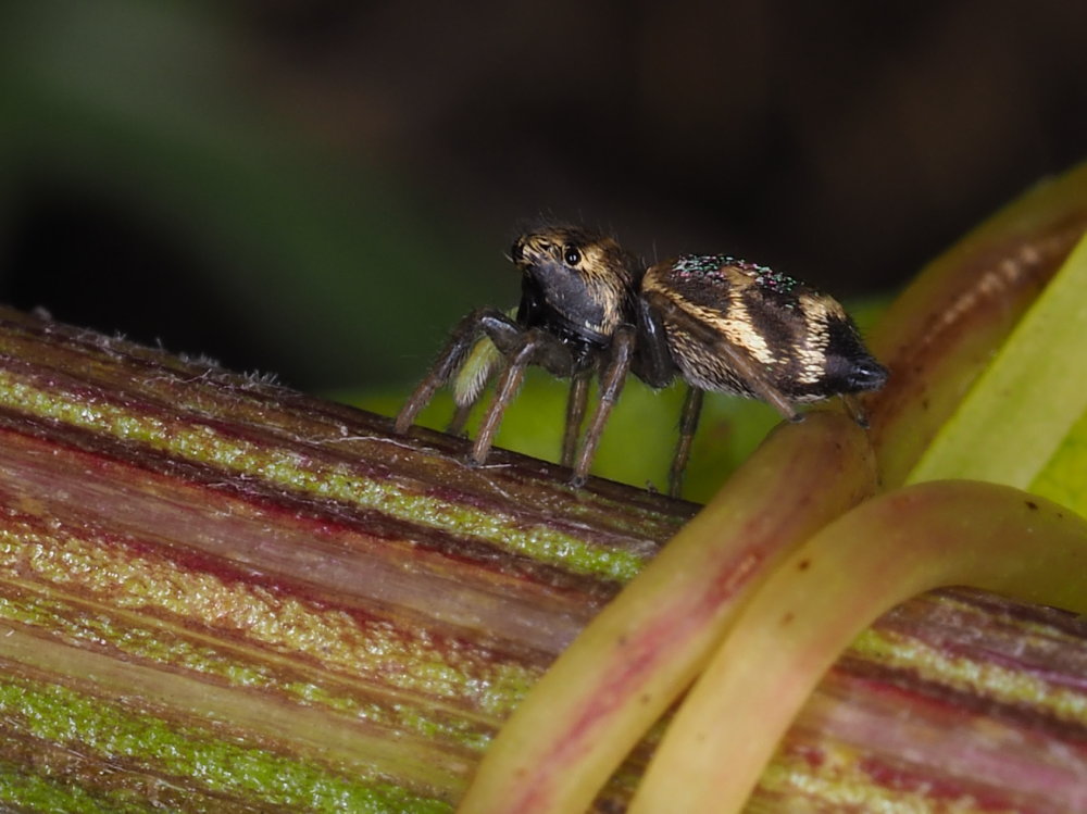 Heliophanus sp.?  S - Osimo (AN)