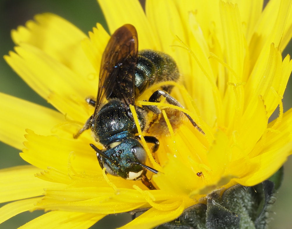 Ceratina cyanea?... Ceratina sp., maschio - Apidae