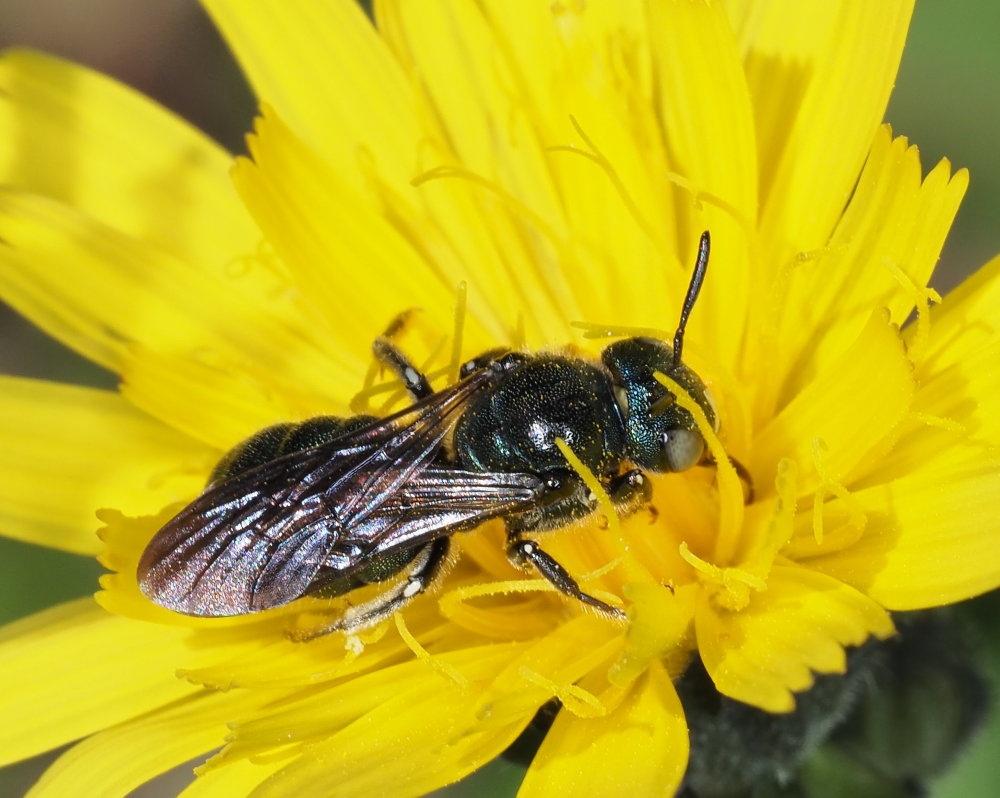 Ceratina cyanea?... Ceratina sp., maschio - Apidae