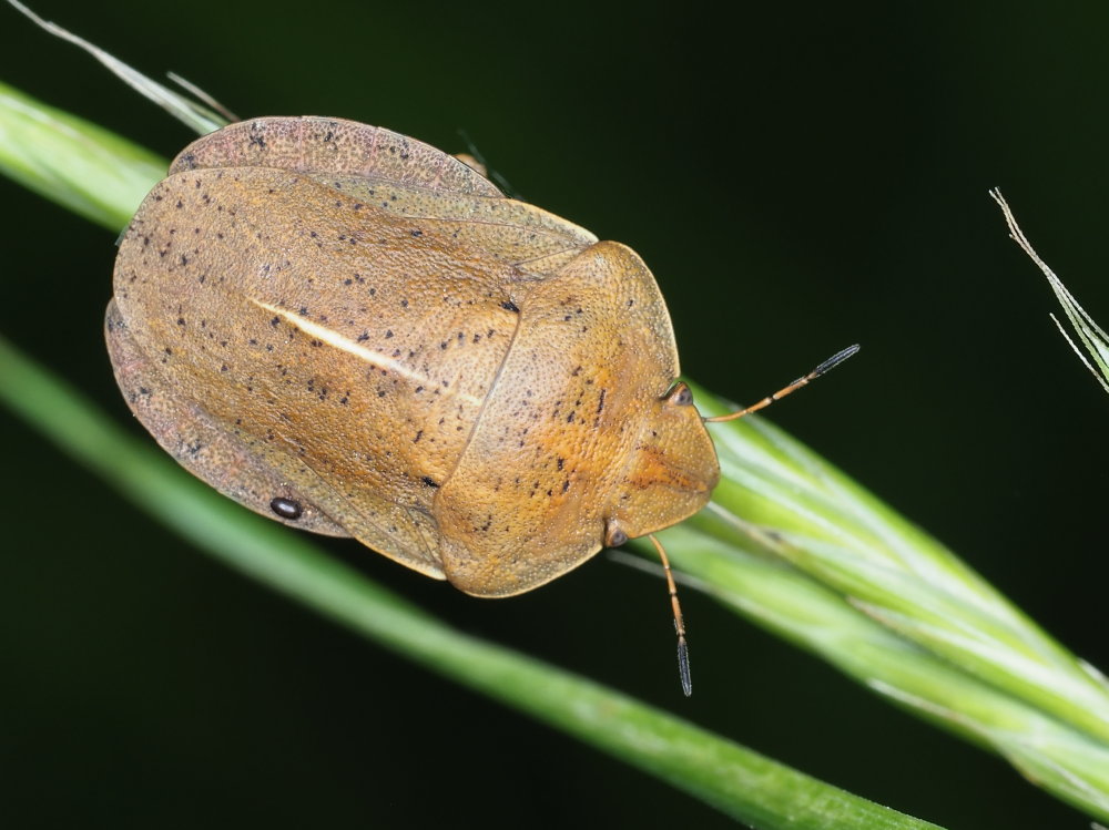 Eurygaster austriaca?  S