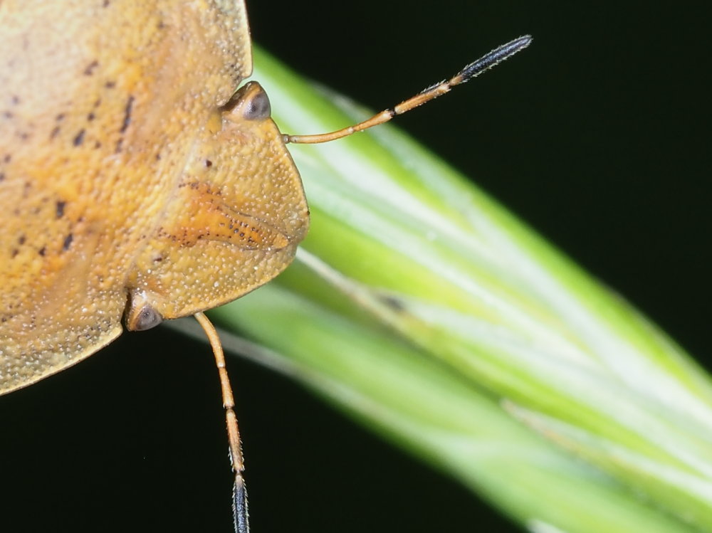 Eurygaster austriaca?  S