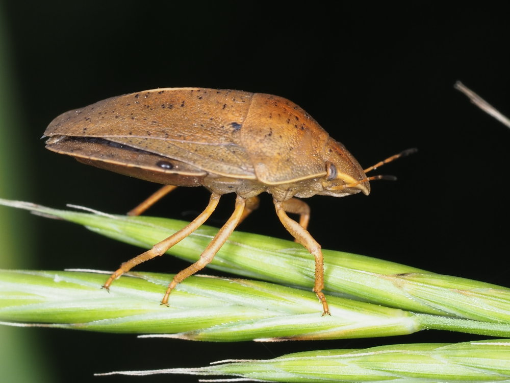 Eurygaster austriaca?  S