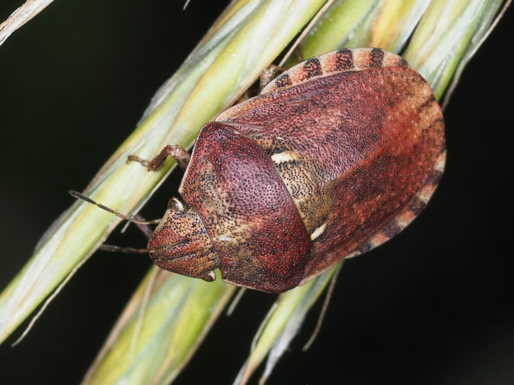 Eurygaster maura?  S
