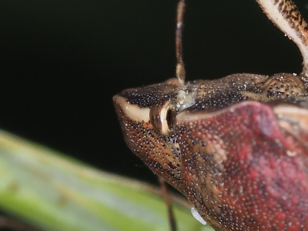Eurygaster maura?  S