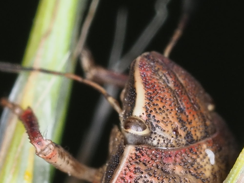 Eurygaster maura?  S