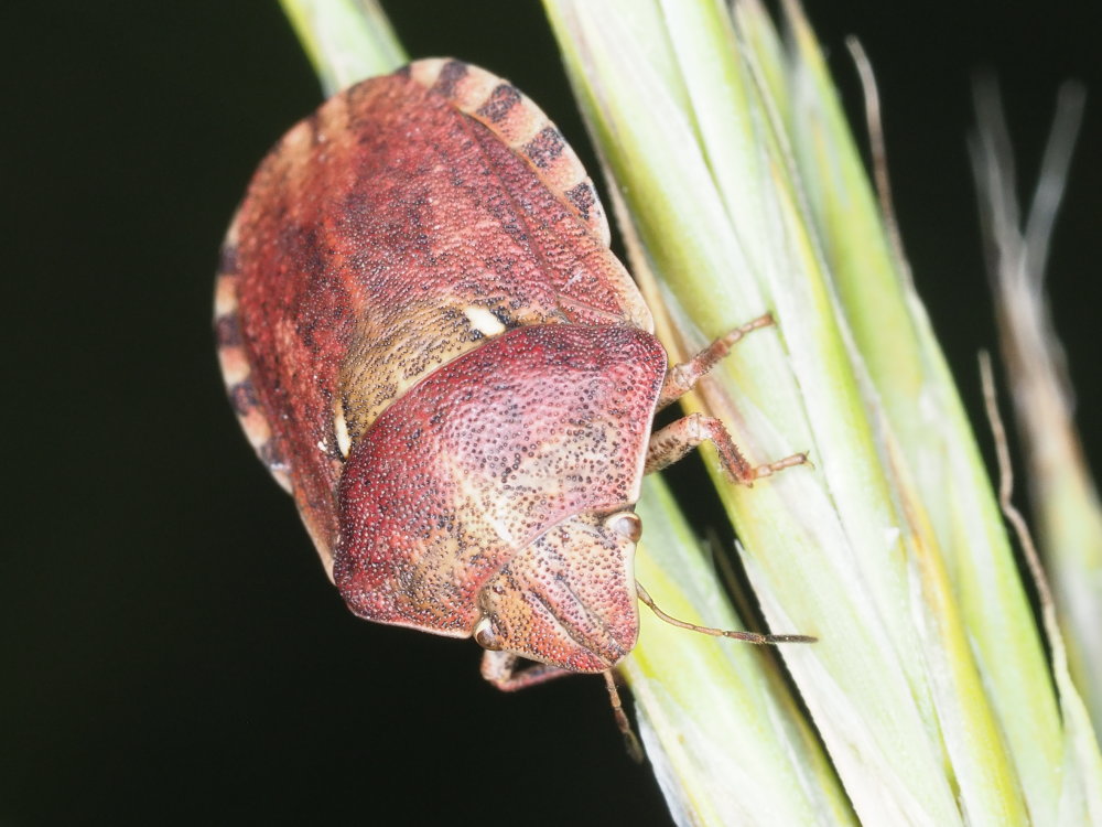 Eurygaster maura?  S