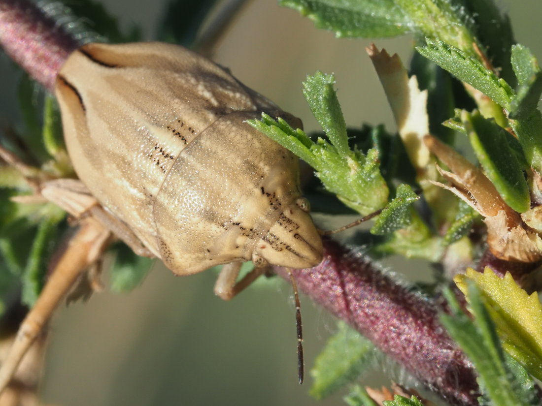 Scutelleridae: Odontotarsus  purpureolineatus