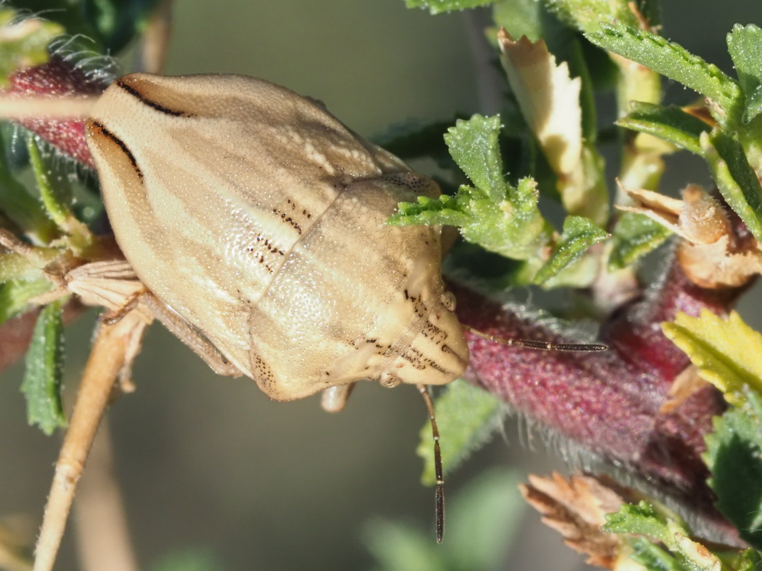 Scutelleridae: Odontotarsus  purpureolineatus