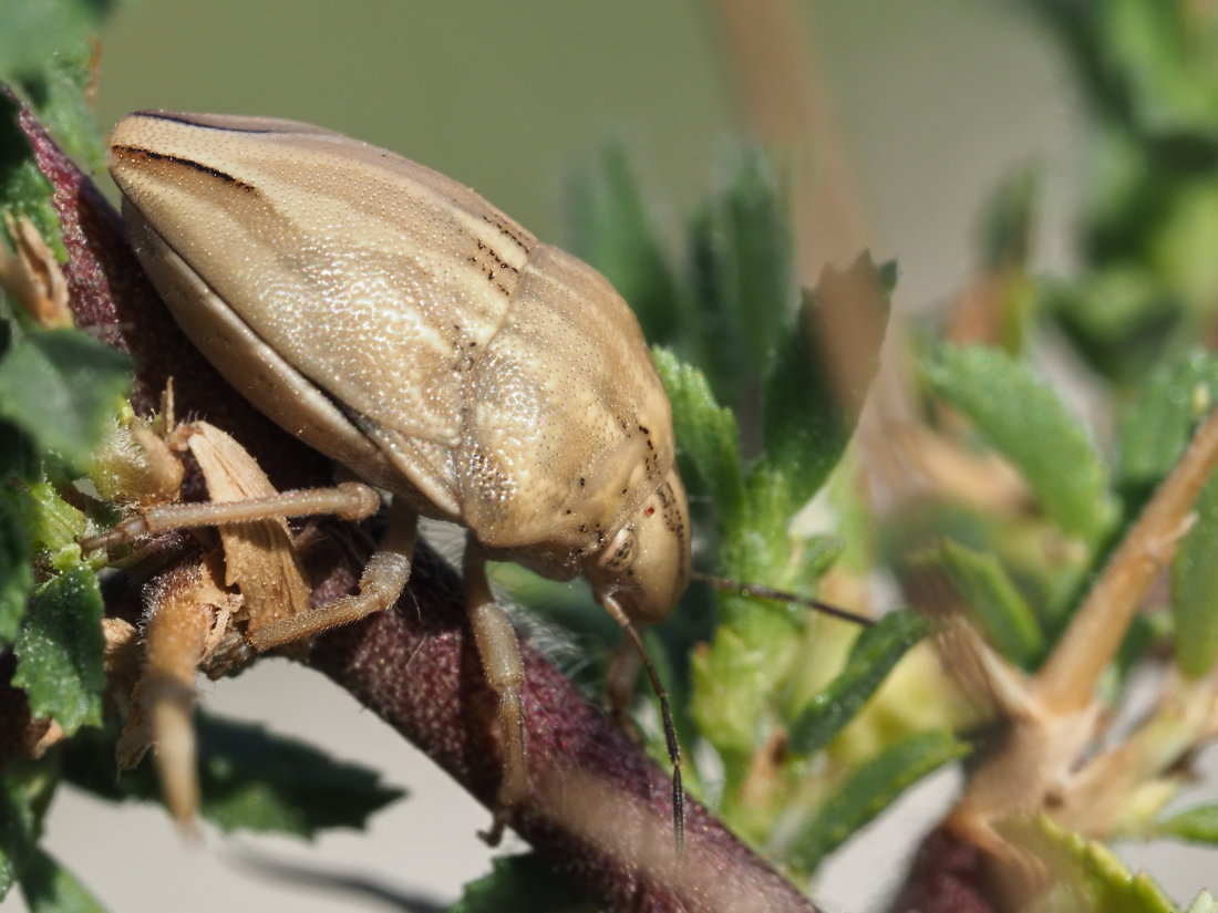 Scutelleridae: Odontotarsus  purpureolineatus