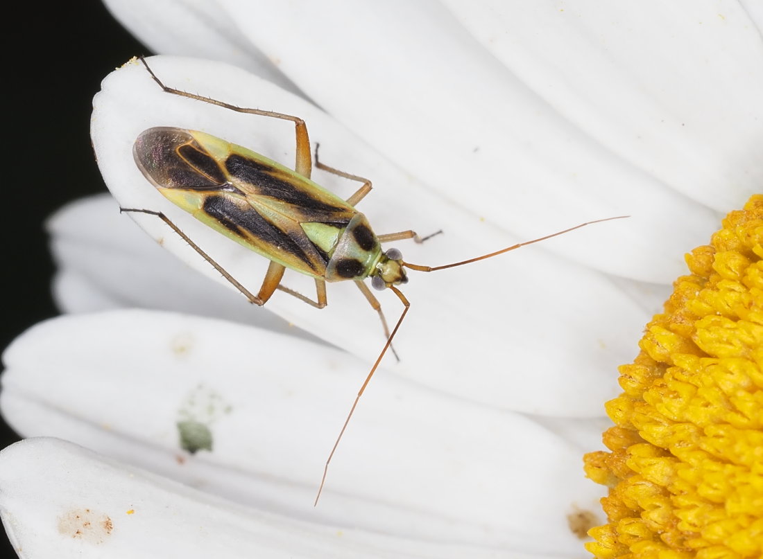 Miridae: Stenotus binotatus